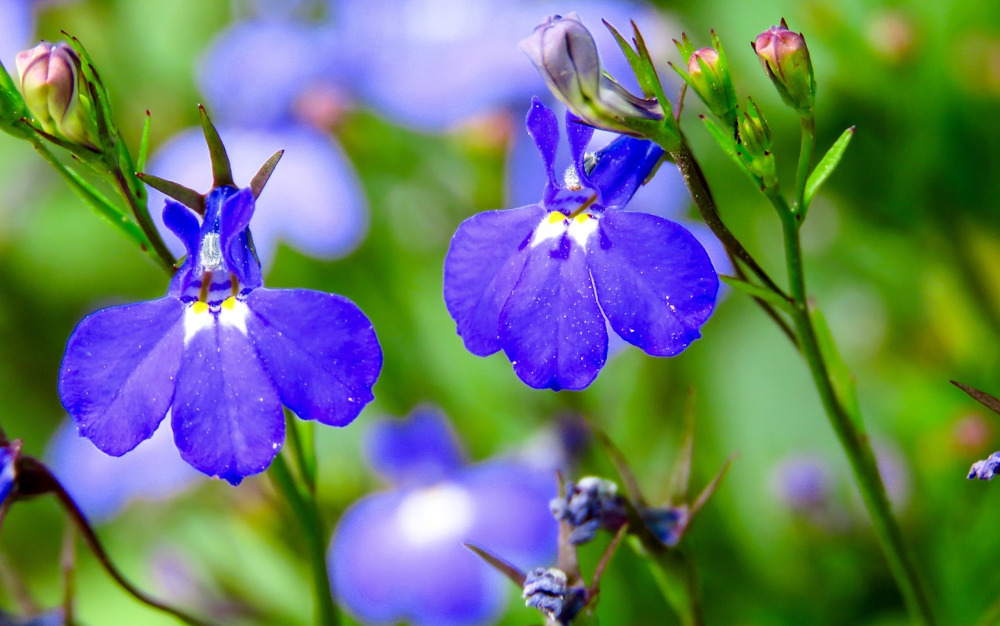lobelia flowers